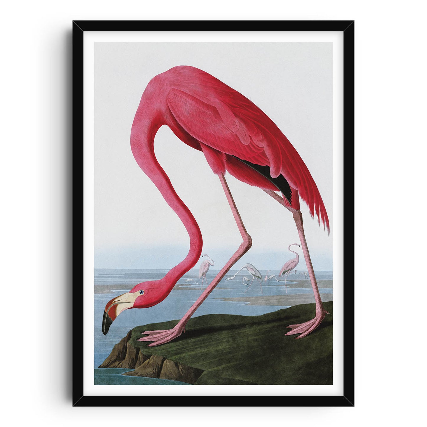 Poster with illustration of a pink flamingo by John James Audubon, featuring a detailed depiction of the bird standing on a riverbank with its head bent downwards, set against a coastal background with other flamingos in the distance.