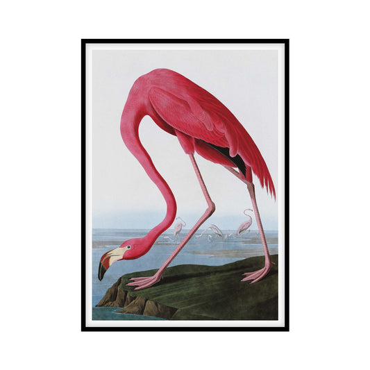 Poster with illustration of a pink flamingo by John James Audubon, featuring a detailed depiction of the bird standing on a riverbank with its head bent downwards, set against a coastal background with other flamingos in the distance.