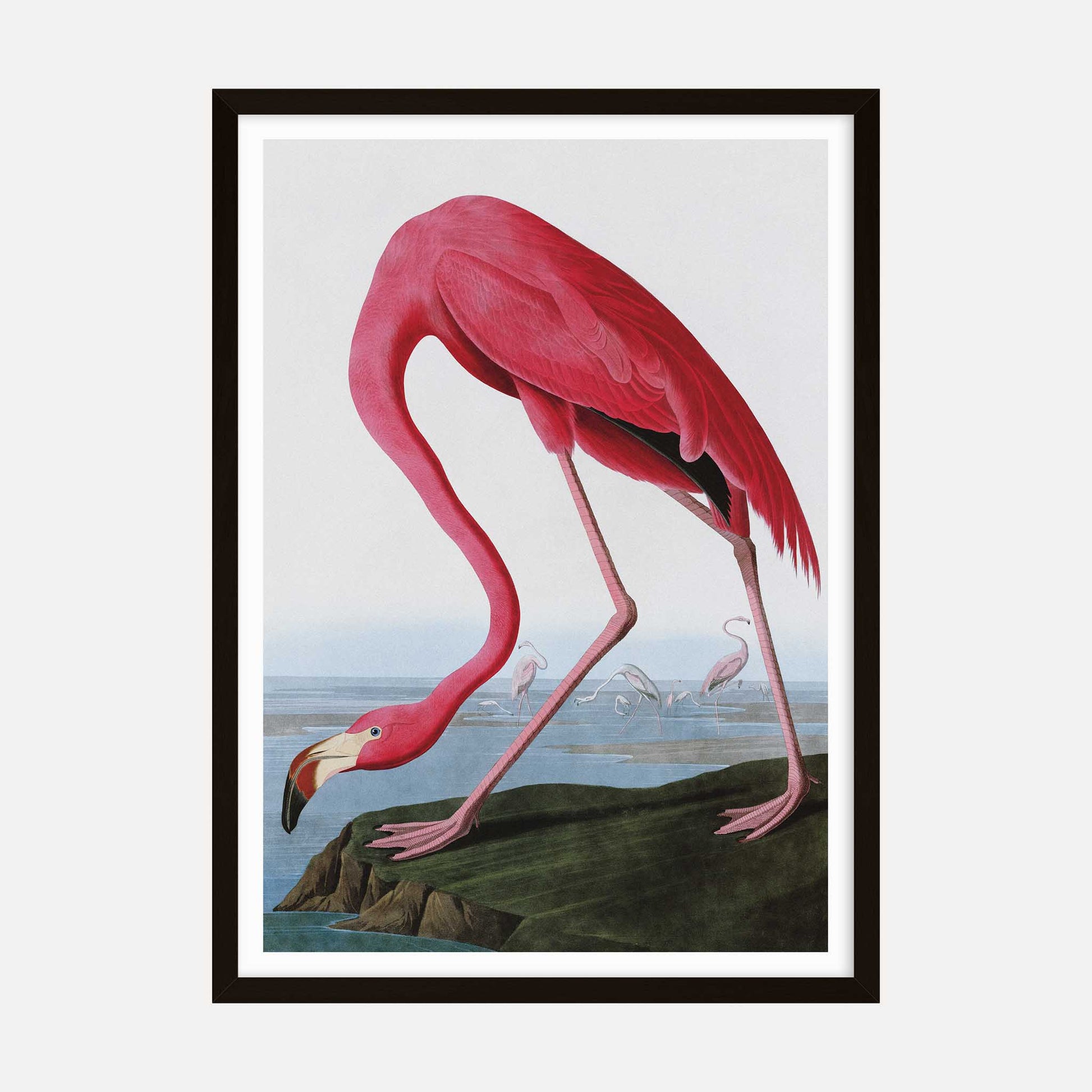 Vintage art print of an American Flamingo by John James Audubon, featuring a detailed pink flamingo in a natural setting from the Birds of America series.