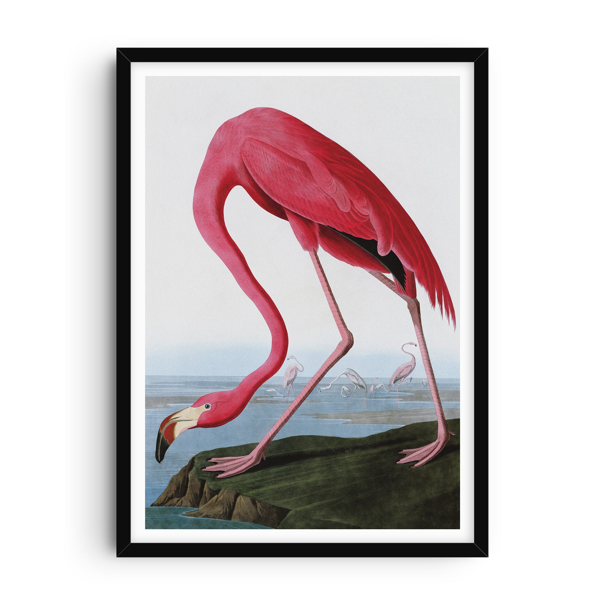 Vintage illustration of a flamingo by John James Audubon, with vivid pink feathers and a naturalistic background.