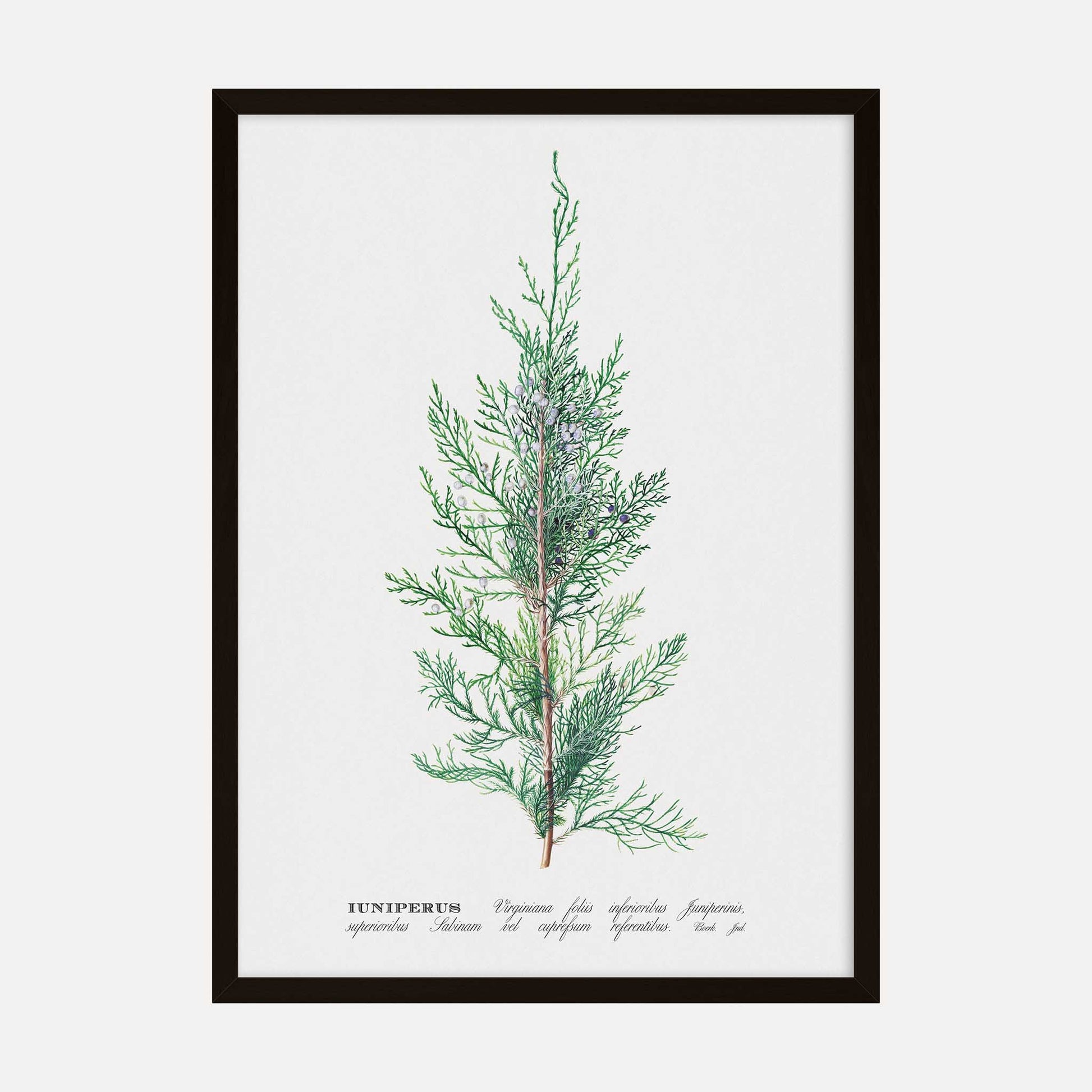 Vintage Juniper botanical illustration art print by Georg Dionysius Ehret.