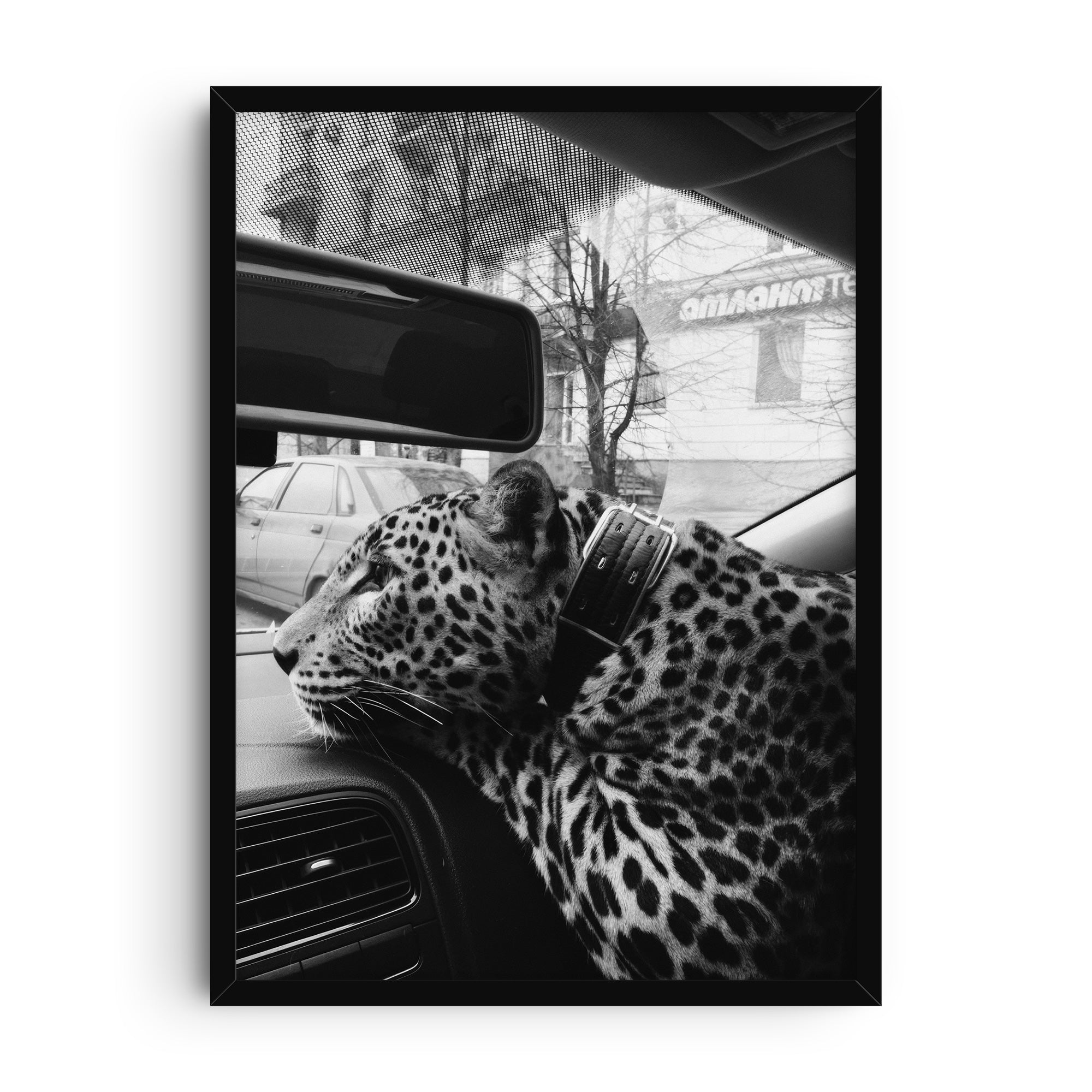 Black and white photograph of a leopard wearing a collar inside a car, leaning its head on the dashboard with urban buildings and parked cars visible outside the window. A surreal and striking wall art print.