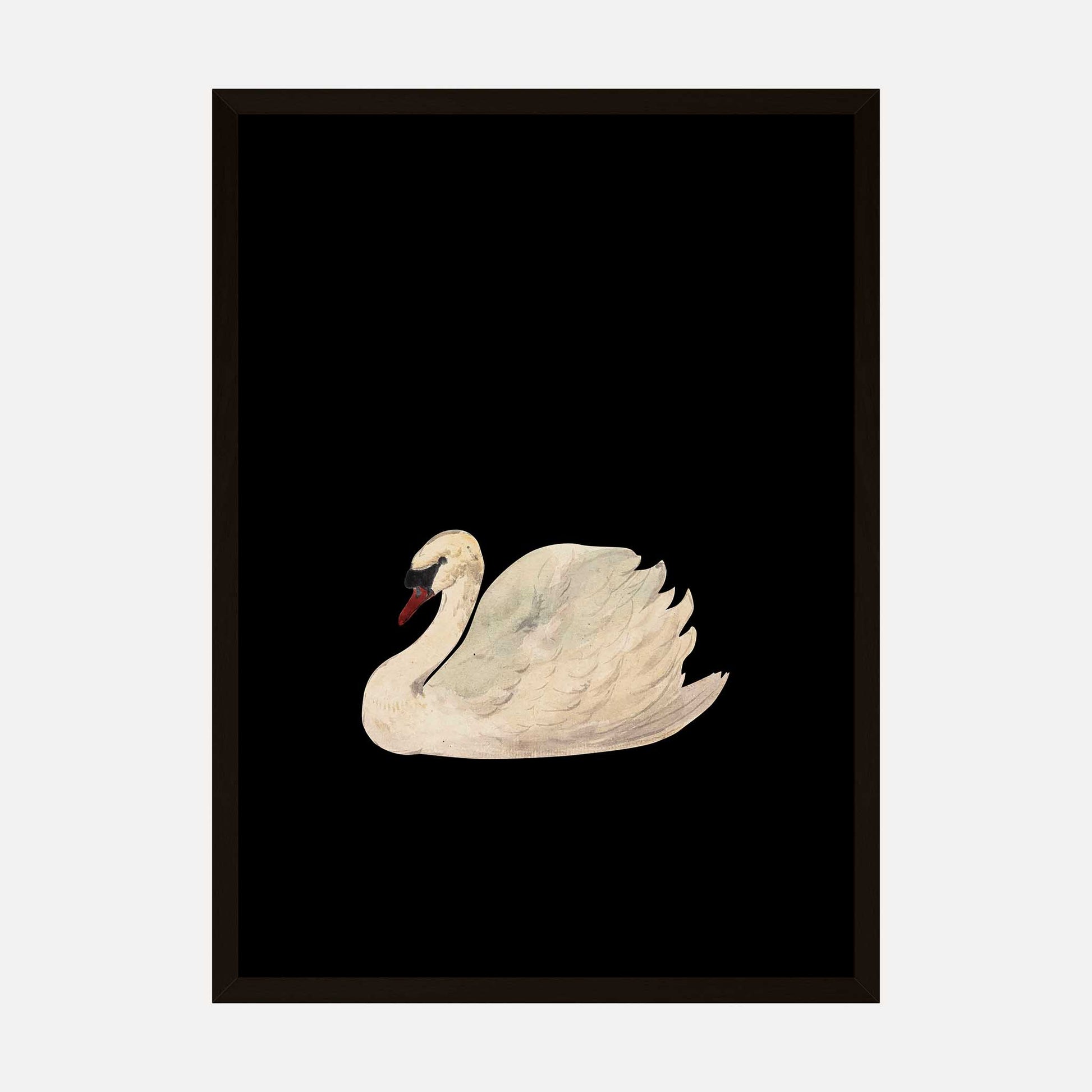 Elegant white swan on a black background, minimalist nature art print for home decor.