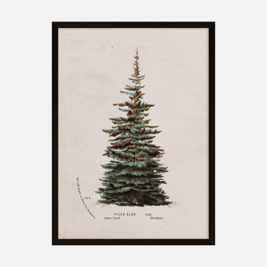 Vintage botanical Christmas tree art print featuring a Picea Alba illustration with rustic tones.